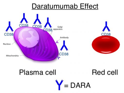 BBGE 010: Dr. Rick Kaufman On Anti-CD38 (daratumumab)