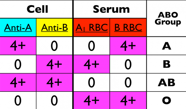 Abo Blood Type Identification