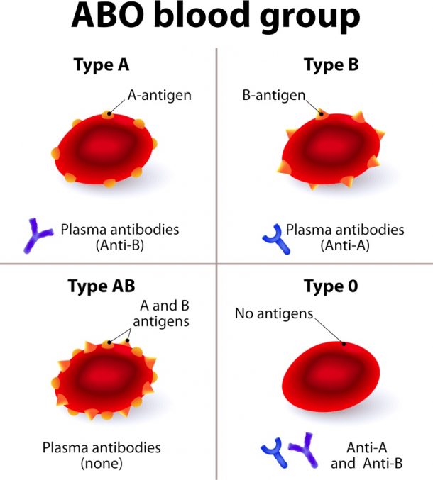 ABO Blood Group System Testing A Primer Blood Bank Guy