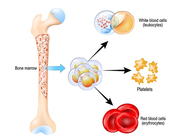 Image of HPC transplant results